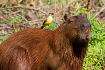 Capybara (Hydrochoerus hydrochaeris) with Cattle tyrant (Machetornis rixosa) bird on its back looking for insects to feed on, Pantanal, Pocone, Brazil