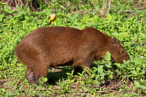 Capybara (Hydrochoerus hydrochaeris) with Cattle tyrant (Machetornis rixosa) bird on its back  looking for insects to feed on, Pantanal, Pocone, Brazil