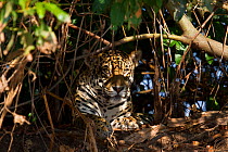 Jaguar (Panthera onca) resting in amongst thick vegetation, Pantanal, Pocone, Brazil
