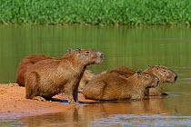 Capybara (Hydrochoerus hydrochaeris) family group by river, Pantanal, Pocone, Brazil