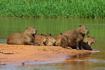 Capybara (Hydrochoerus hydrochaeris) family group by river, Pantanal, Pocone, Brazil