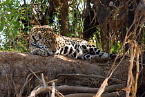 Jaguar (Panthera onca) resting on tree trunk, Pantanal, Pocone, Brazil