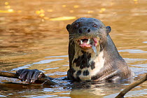 Giant otter (Pteronura brasiliensis) Pantanal, Pocone, Brazil