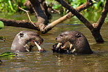 Giant otters (Pteronura brasiliensis) both feeding on caught fish, Pantanal, Pocone, Brazil