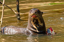 Giant otter (Pteronura brasiliensis) feeding on caught fish, Pantanal, Pocone, Brazil
