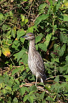 Black crowned night heron (Nycticorax nycticorax) juvenile perched in vegetation
