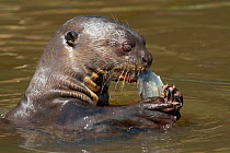 Giant otter (Pteronura brasiliensis) eating a fish, Pantanal, Pocone, Brazil