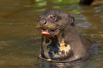 Giant otter (Pteronura brasiliensis) head portrait, Pantanal, Pocone, Brazil