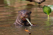 Giant otter (Pteronura brasiliensis) feeding on a fish at surface, Pantanal, Pocone, Brazil