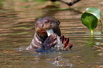 Giant otter (Pteronura brasiliensis) eating fish at surface, Pantanal, Pocone, Brazil