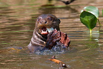 Giant otter (Pteronura brasiliensis) eating a fish at surface, Pantanal, Pocone, Brazil