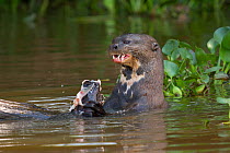 Giant otter (Pteronura brasiliensis) eating a fish at surface, Pantanal, Pocone, Brazil