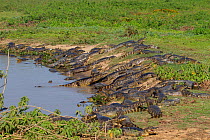 Yacare caiman (Caiman yacare) large numbers are attracted to drying pools to feed on the trapped fish at the end of the wet season, Pantanal, Pocone, Brazil, August