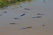Yacare caiman (Caiman yacare) - at the end of the wet season large numbers of Caiman are attracted to drying pools to feed on the trapped fish, Pantanal, Pocone, Brazil, August