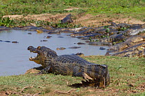 Yacare caiman (Caiman yacare) at the end of the wet season large numbers of Caiman are attracted to drying pools to feed on the trapped fish, Pantanal, Pocone, Brazil, August