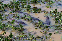 Yacare caiman (Caiman yacare) at the end of the wet season large numbers  are attracted to drying pools to feed on the trapped fish, Pantanal, Pocone, Brazil, August