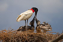 Jabiru stork (Jabiru mycteria) feeding chicks at nest, Pantanal, Pocone, Brazil