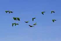 White eyed conure parakeets (Aratinga leucophthalma) group in flight, Pantanal, Brazil