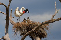 Jabiru stork (Jabiru mycteria) flying back to nest and chicks, Pantanal, Pocone, Brazil