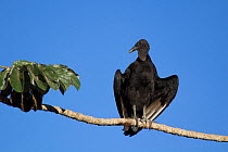 Black vulture (Coragyps atratus) sunning itself on branch, Pantanal, Matogrossense National Park, Brazil