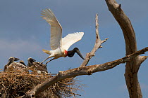 Jabiru stork (Jabiru mycteria) flying away and leaving chicks at nest, Pantanal, Pocone, Brazil