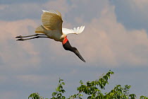 Jabiru stork (Jabiru mycteria) in flight, Pantanal, Pocone, Brazil