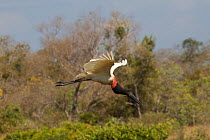 Jabiru stork (Jabiru mycteria) in flight, Pantanal, Pocone, Brazil.