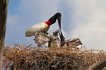 Jabiru stork (Jabiru mycteria) feeding chicks at nest, Pantanal, Pocone, Brazil