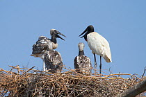 Jabiru stork (Jabiru mycteria) at nest with three chicks, Pantanal, Pocone, Brazil
