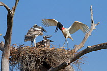 Jabiru stork (Jabiru mycteria) landing at nest to feed three chicks, Pantanal, Pocone, Brazil
