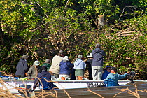 Tourists watching wild Jaguar (Panthera onca) from boat on river, Pantanal, Pocone, Brazil
