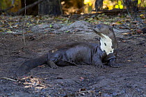 Giant otter (Pteronura brasiliensis) resting out of water, Pantanal, Pocone, Brazil