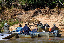Tourists watching two wild Jaguar cubs fight on riverbank, (Panthera onca) from boat on river, Pantanal, Pocone, Brazil