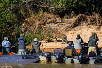 Tourists watching two wild Jaguar cubs fight on riverbank whilst third looks on from above (Panthera onca) from boat on river, Pantanal, Pocone, Brazil. No release available.