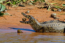 Yacare caiman (Caiman yacare) feeding on apple snail (Pomacea canaliculata) Pantanal, Pocone, Brazil