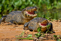Yacare caiman (Caiman yacare) basking in sun, Pantanal, Pocone, Brazil
