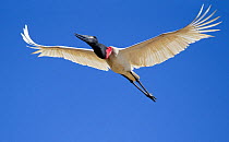 Jabiru stork (Jabiru mycteria) in flight, Pantanal, Pocone, Brazil, digital composite to add tips to right wing