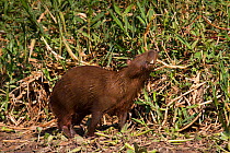 Capybara (Hydrochoerus hydrochaeris) male adult scent marking, Pantanal, Pocone, Brazil