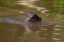 Giant otter (Pteronura brasiliensis) swimming at water surface, Pantanal, Pocone, Brazil