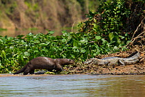Giant otter (Pteronura brasiliensis) intimidates Yacare caiman (Caiman yacare) who is intruding on the otters territory, specifically latrine, Pantanal, Pocone, Brazil