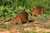 Capybara (Hydrochoerus hydrochaeris) two young individuals grazing, Pantanal, Pocone, Brazil