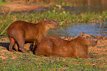 Capybara (Hydrochoerus hydrochaeris) male and female with suckling young, Pantanal, Pocone, Brazil