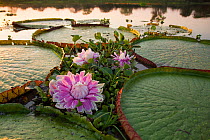 Giant water lily (Victoria cruziana) Pantanal, Matogrossense National Park, Brazil. Flowers open at night to attract beetles to pollinate them. The flower is 10c warmer than its surroundings, this hel...