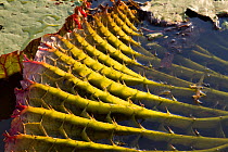 Giant water lily (Victoria cruziana) underside of leaf showing spines for protection against fish, and thick stems filled with air for support to float on water, Pantanal, Matogrossense National Park,...