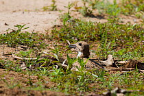 Black Skimmer (Rynchops niger) chick in nest, Pantanal, Matogrossense National Park, Brazil