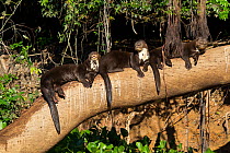 Giant otters (Pteronura brasiliensis) resting on tree branch, Pantanal, Pocone, Brazil