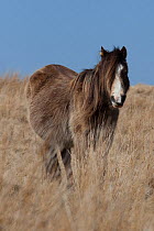 Welsh Mountain Pony, Welsh Cob, Welsh Pony of Cob (Equus ferus caballus), Brecon Beacons, Wales, UK, March