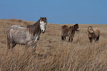 Welsh Mountain Ponies, Welsh Cob, Welsh Pony of Cob (Equus ferus caballus), Brecon Beacons, Wales, UK, March