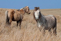 Welsh Mountain ponies, Welsh Cob, Welsh Pony of Cob (Equus ferus caballus), Brecon Beacons, Wales, UK