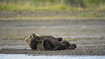 Grizzly bear (Ursus arctos horribilis) cub waking up, Katmai National Park, Alaska, USA, August 2010.